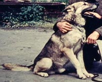 associazione cane lupo di saarloos