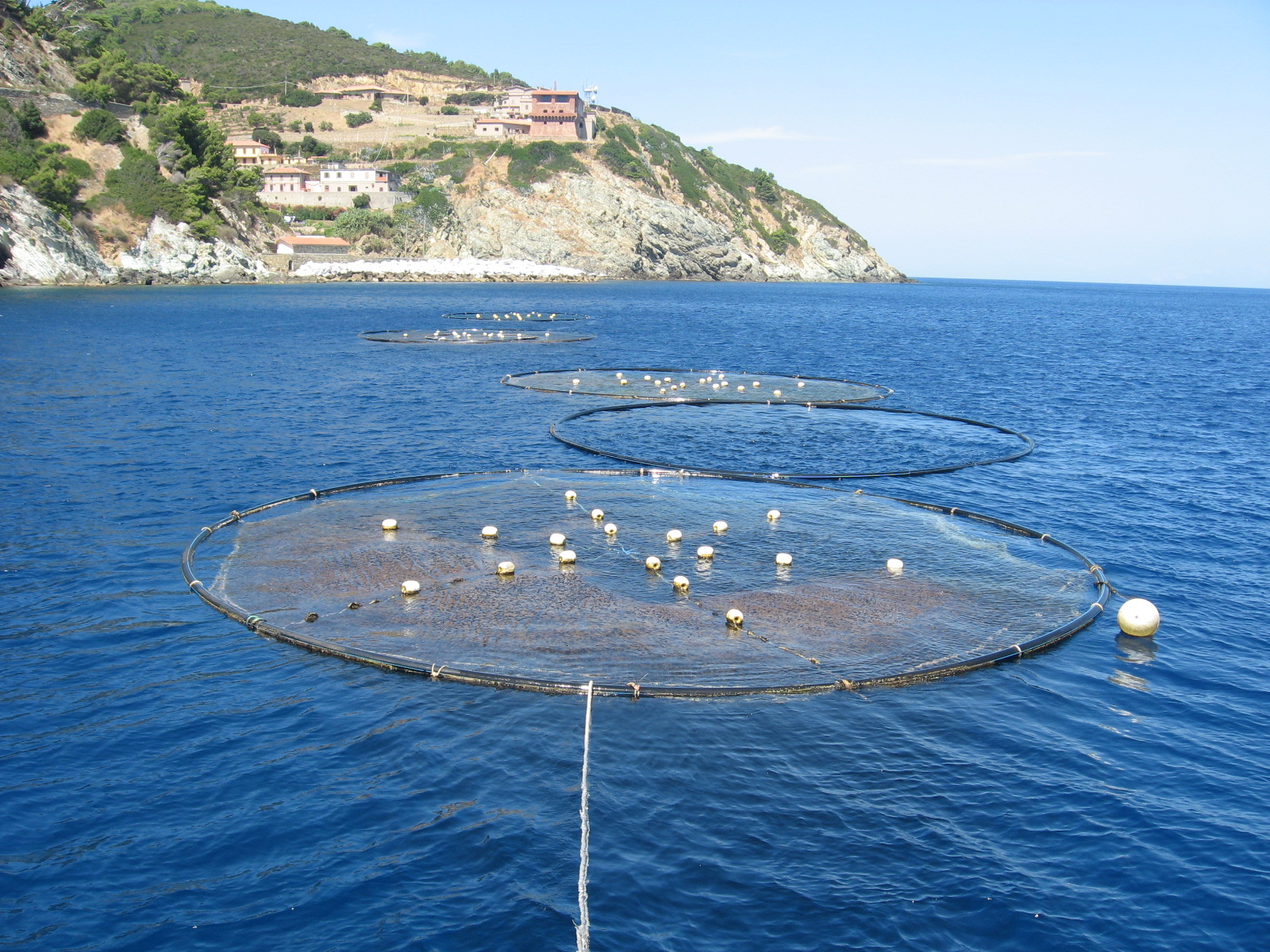 Valutazione impatto ambientale gabbie presso Isola di Gorgona