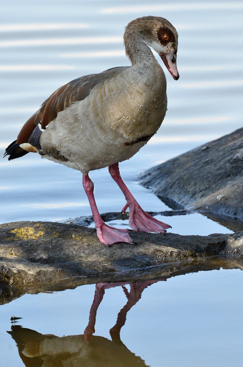 Egyptian Goose, lago Awasa, lake Awasa