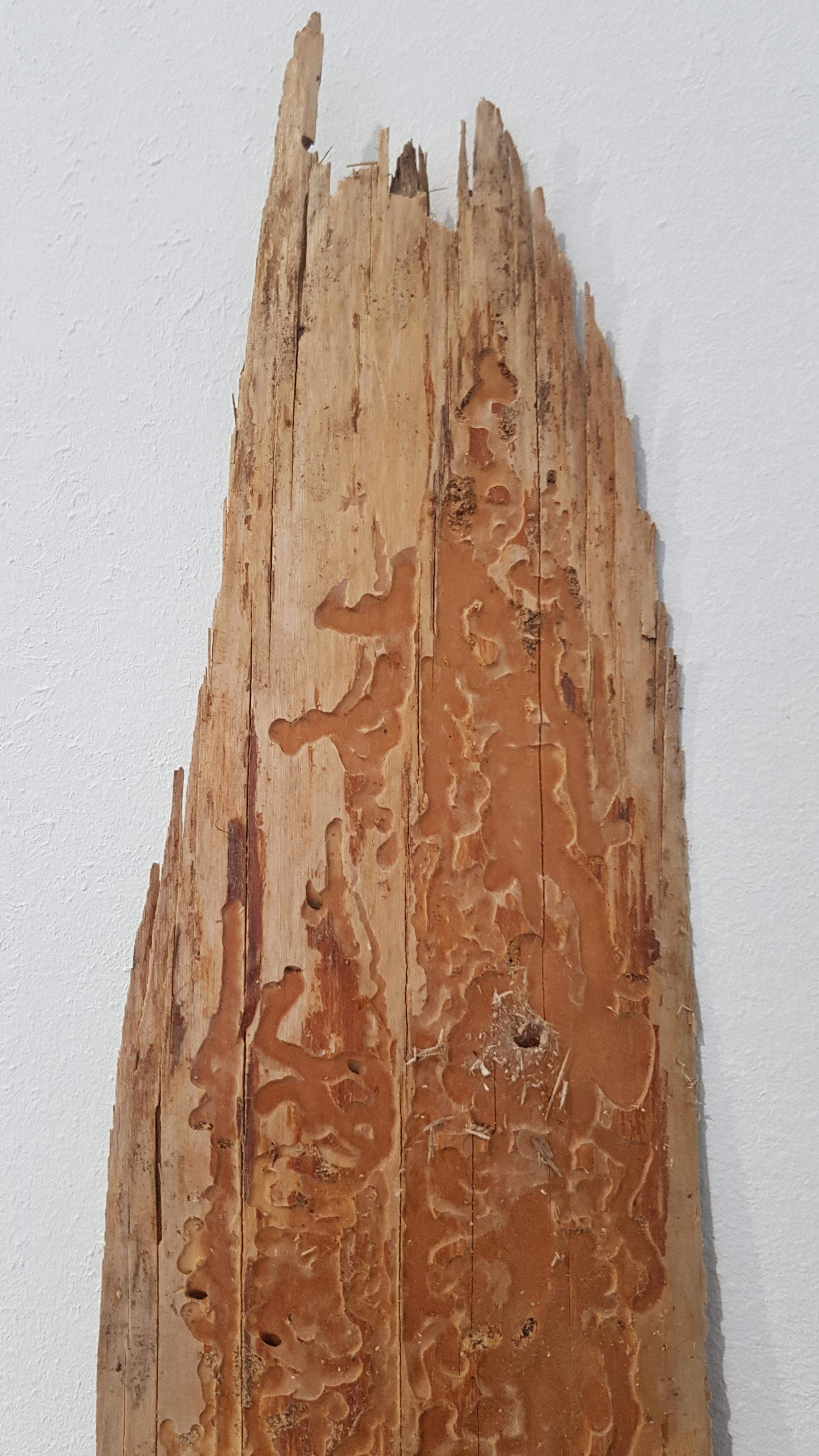 tracce della attività distruttiva di questo parassita del legno