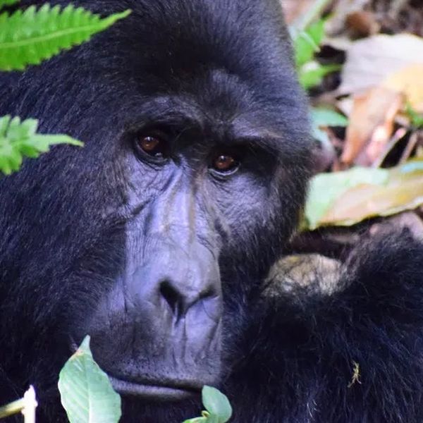 Uganda, la perla d'Africa. Non solo gorilla trekking