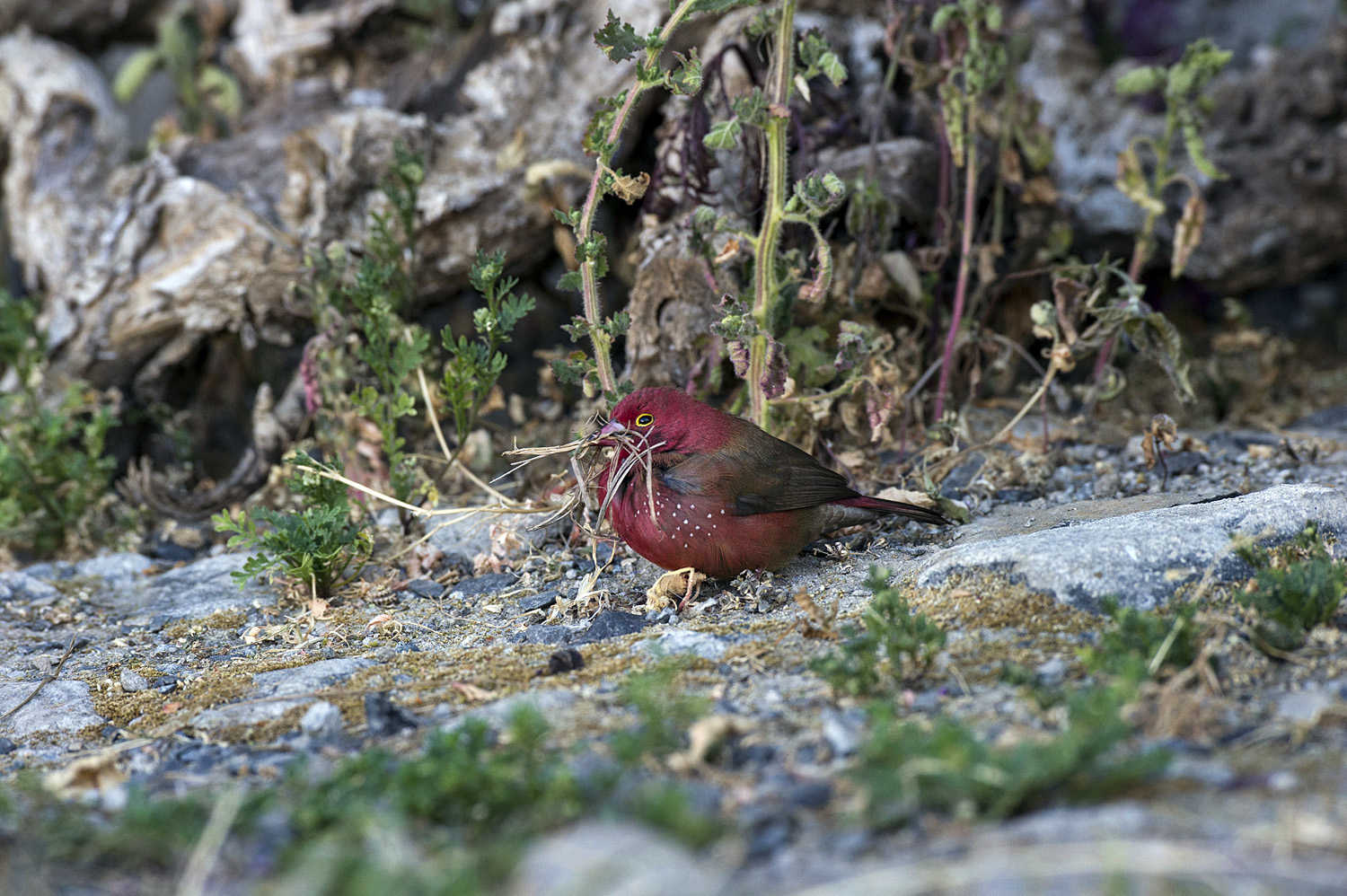 male Red-billed Firefinch