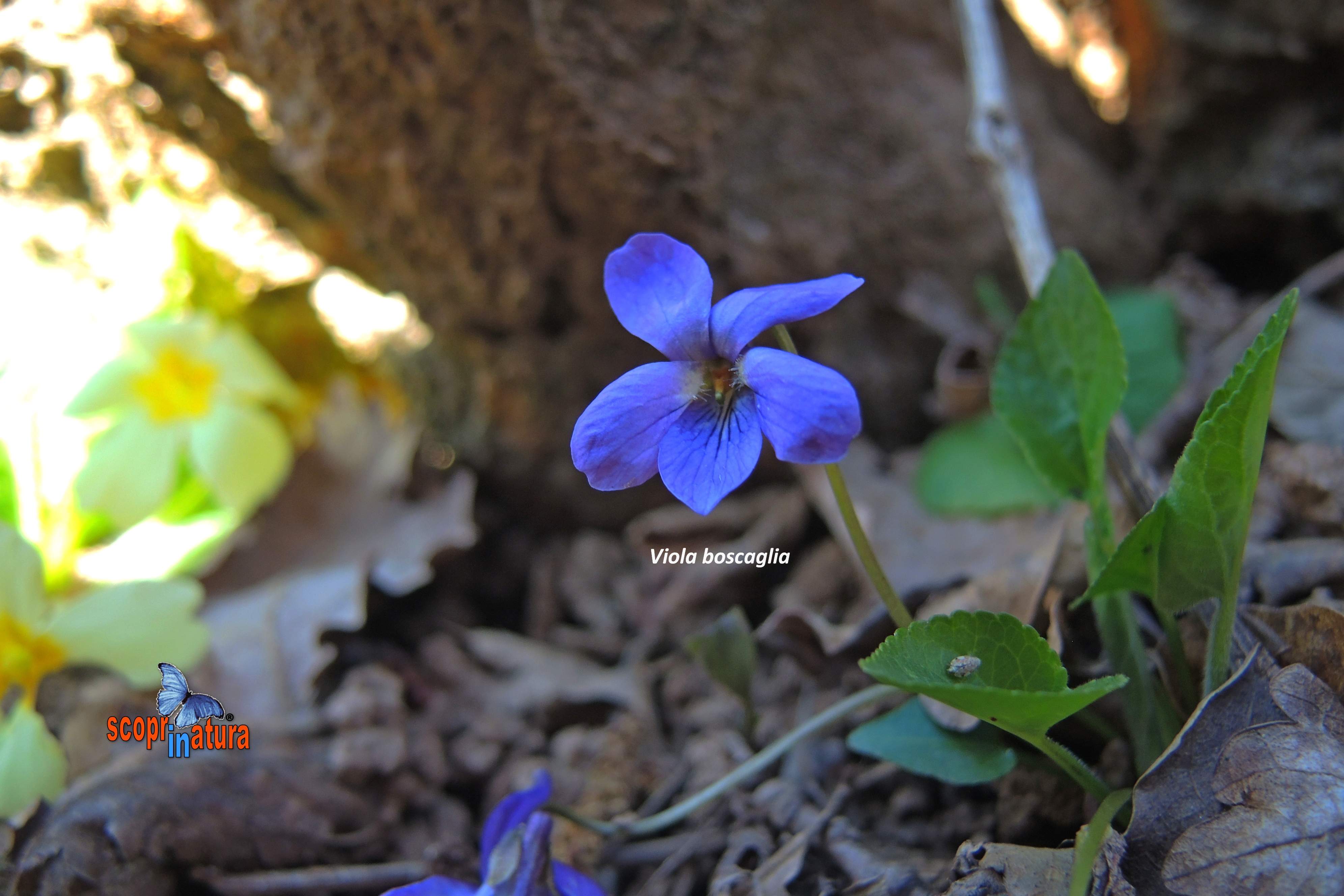 Viola boscaglia