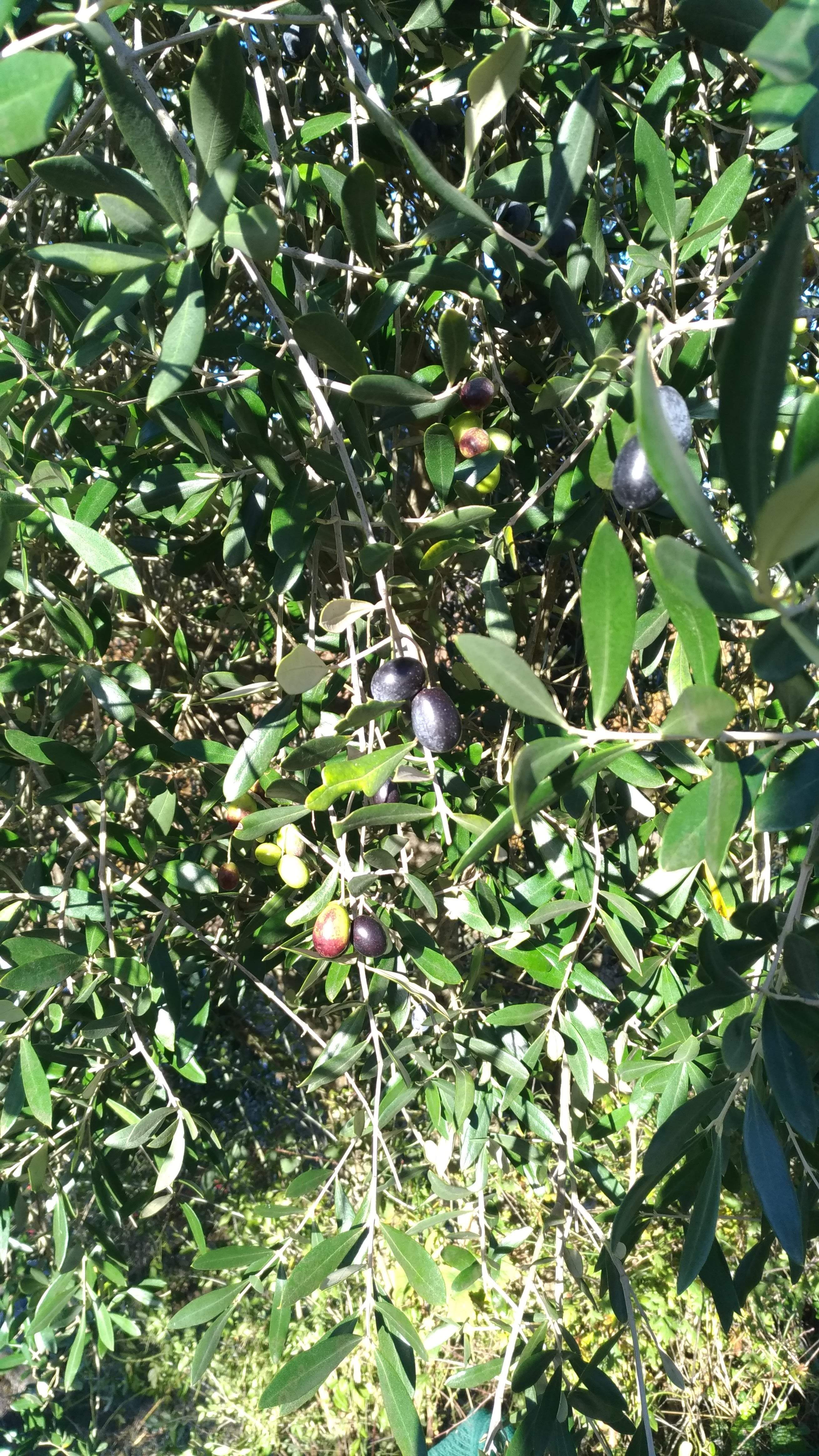 La raccolta delle olive – La fatica che raduna le famiglie / The olive harvest - The effort that unites families