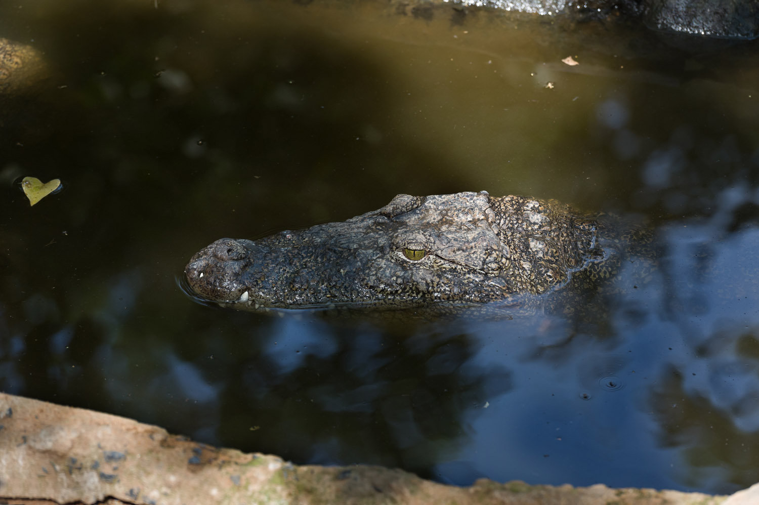 Nile Crocodile, Cholamandal village, Tamil Nadu