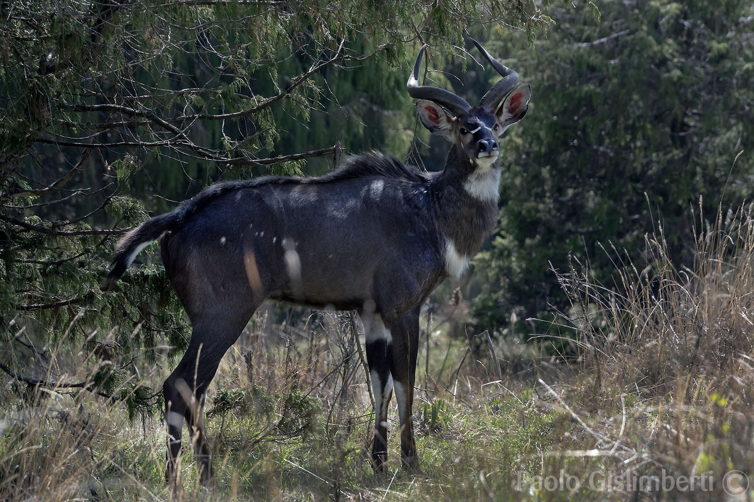 male Mountain Nyala, Dinsho forest