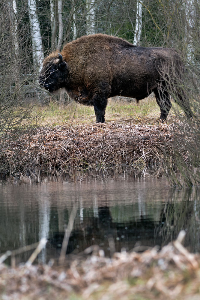 Bisonte (Bison bonasus)