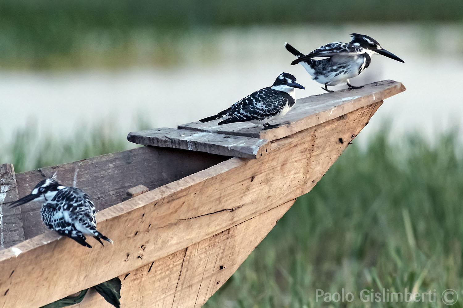 Pied Kingfishers, lago Awasa, lake Awasa