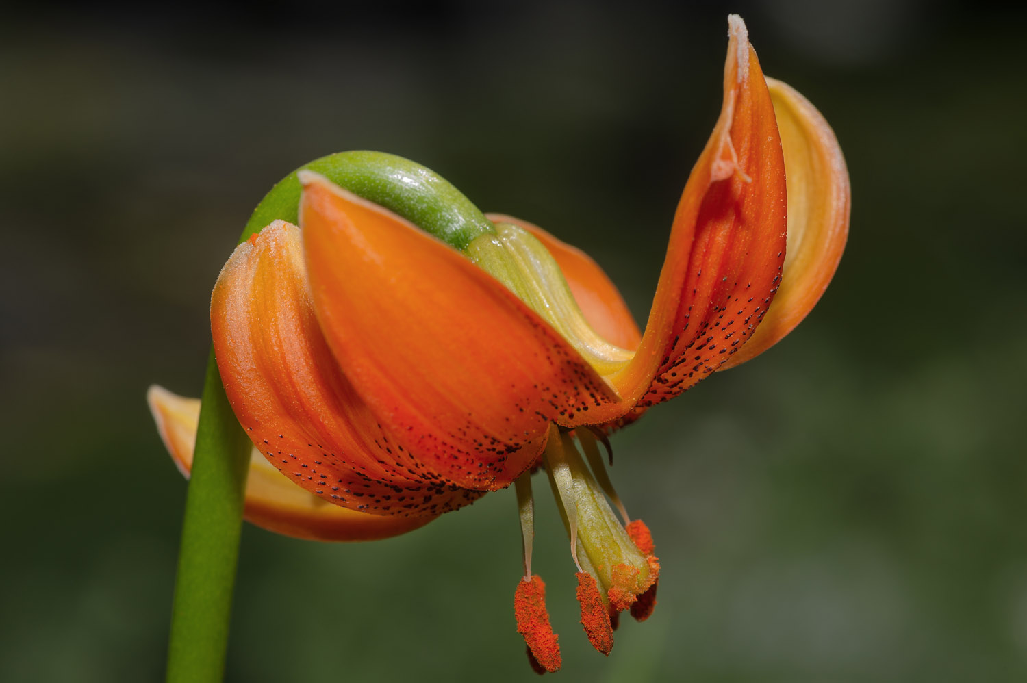 Carniolan Lily