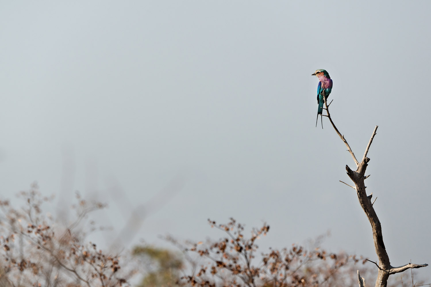 Lilac-breasted Roller, PN Kruger, Kruger NP