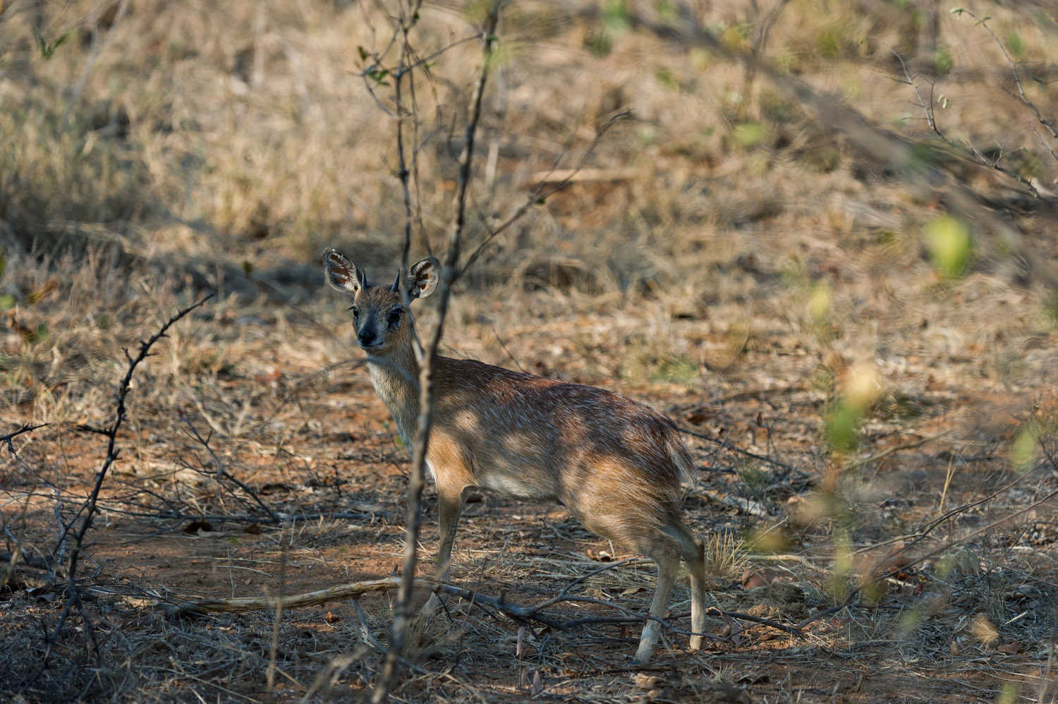 Sharpe's Grysbok, PN Kruger, Kruger NP