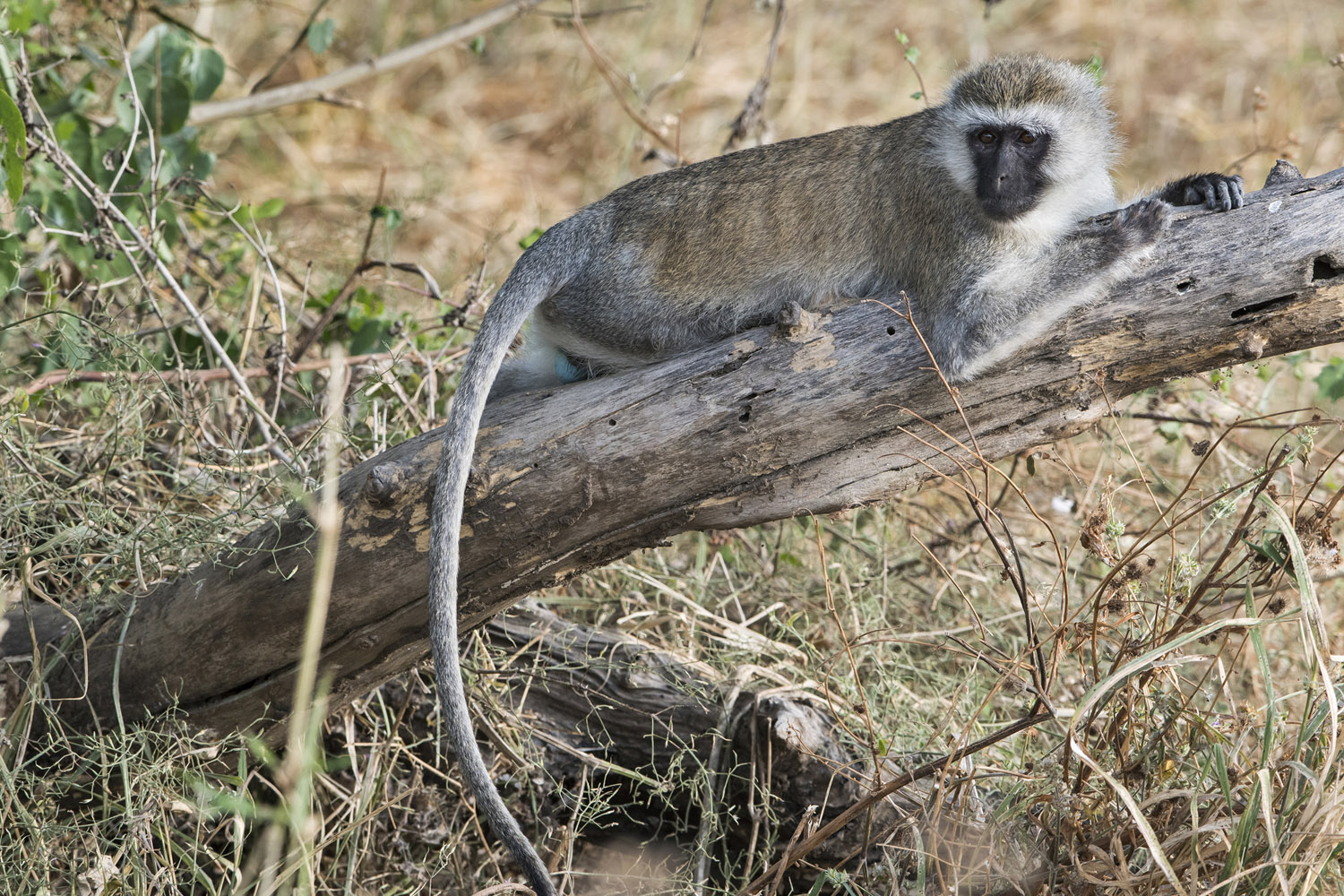 Vervet Monkey, Serengeti NP