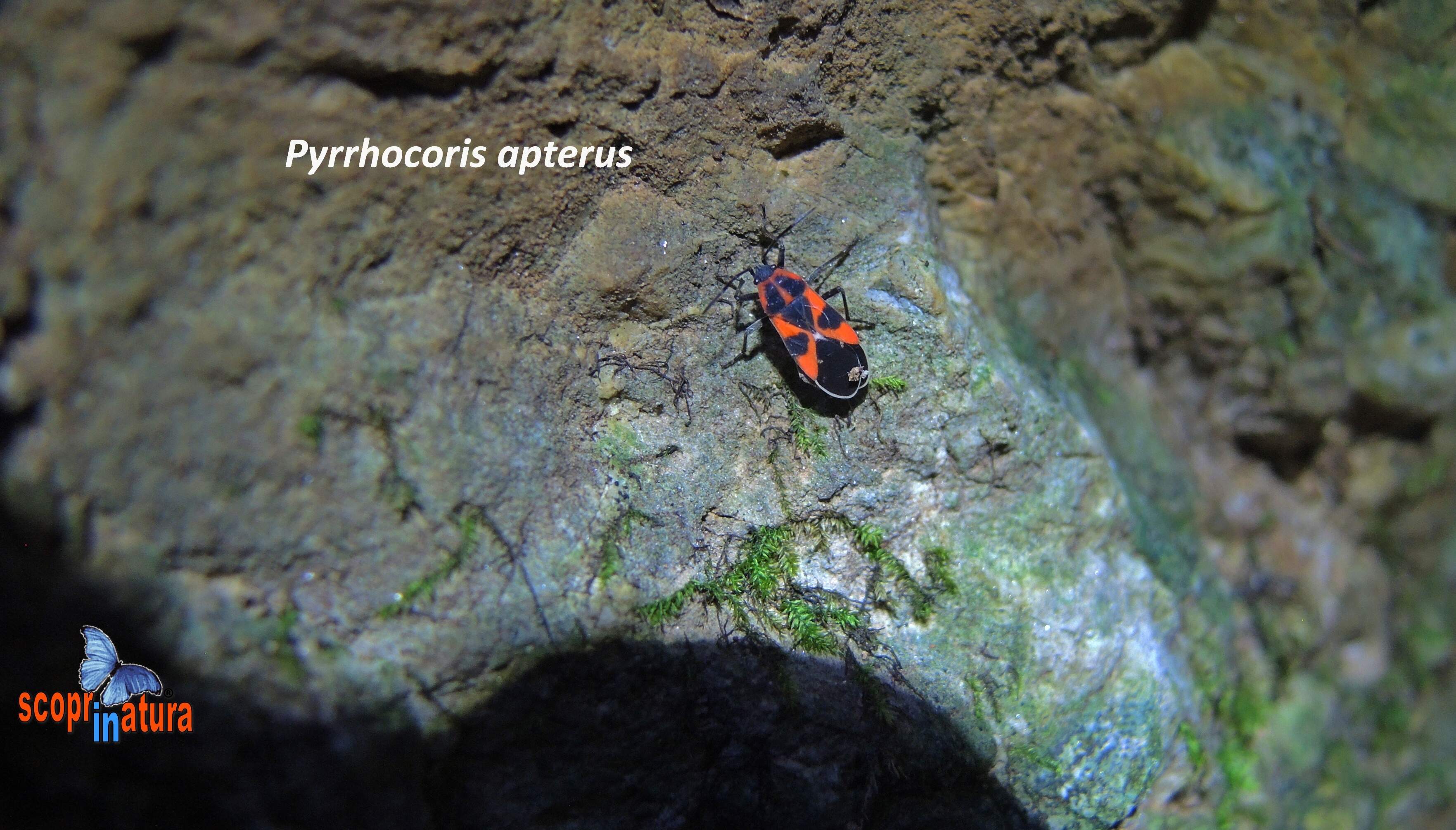 Pyrrhocoris apterus