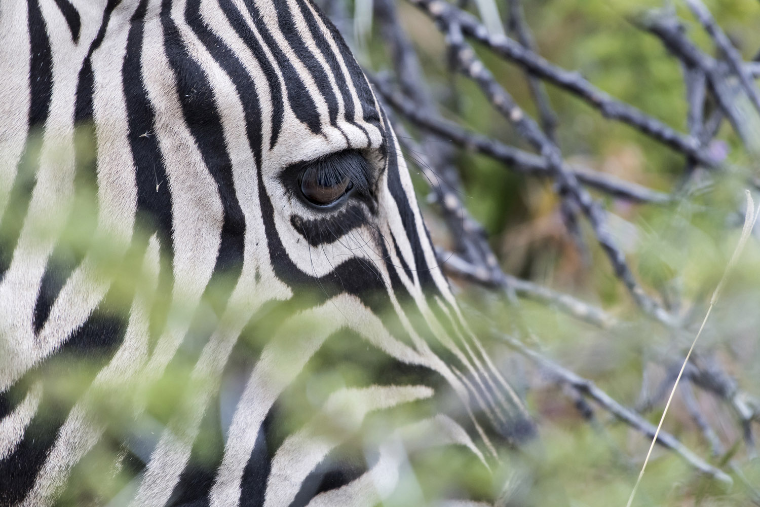 Burchell's Zebra, Etosha NP