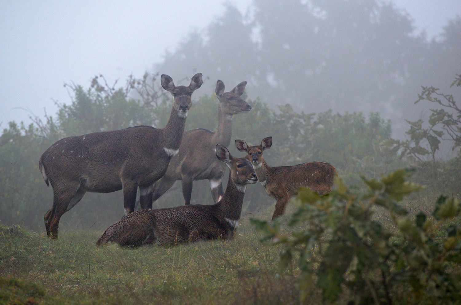 females Mountain Nyalas with a cub, Dinsho forest