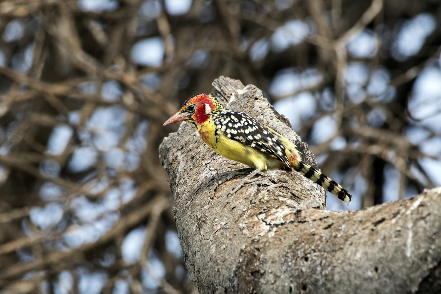 Red-and-yellow Barbet, Serengeti NP