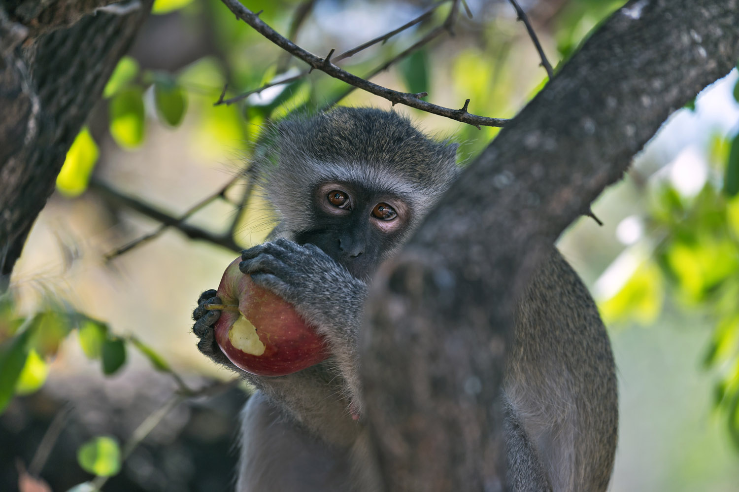 Vervet Monkey, Kruger NP