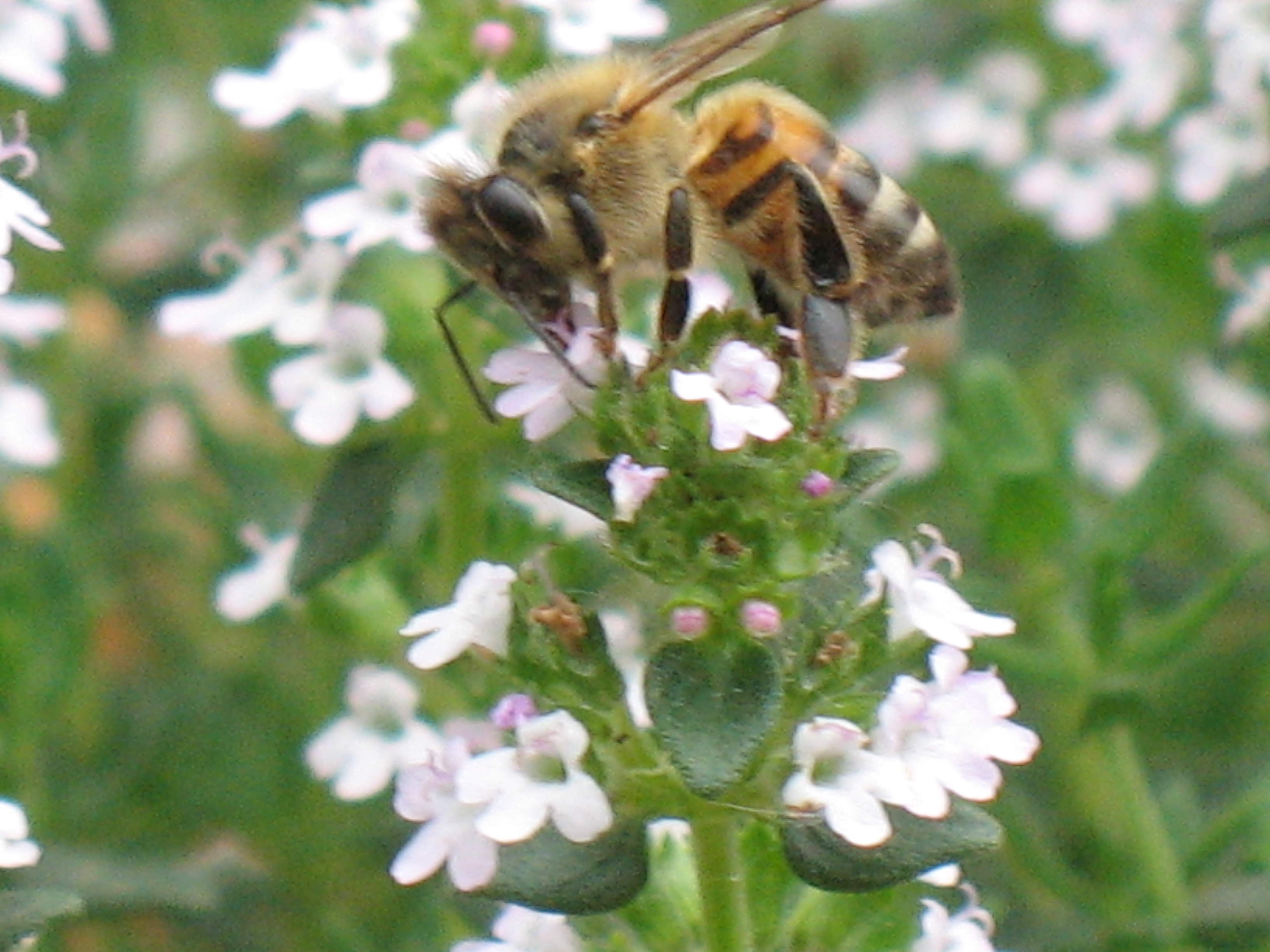 api al lavoro su Santoreggia Montana