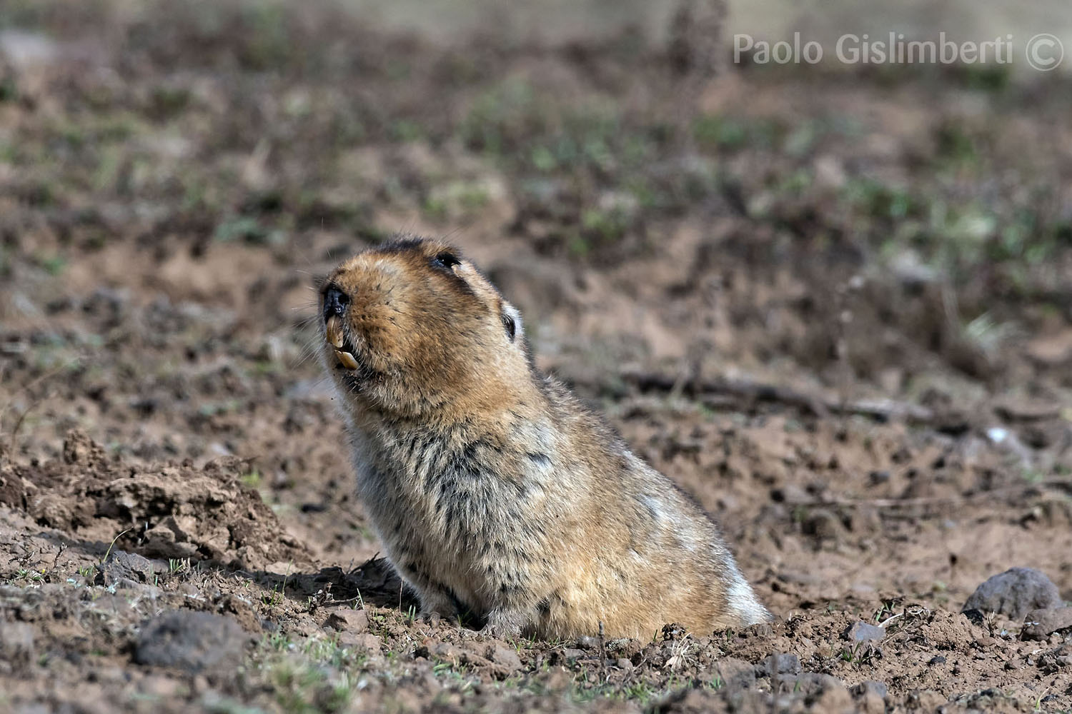 Big-headed Mole-rat, Sanetti plateau
