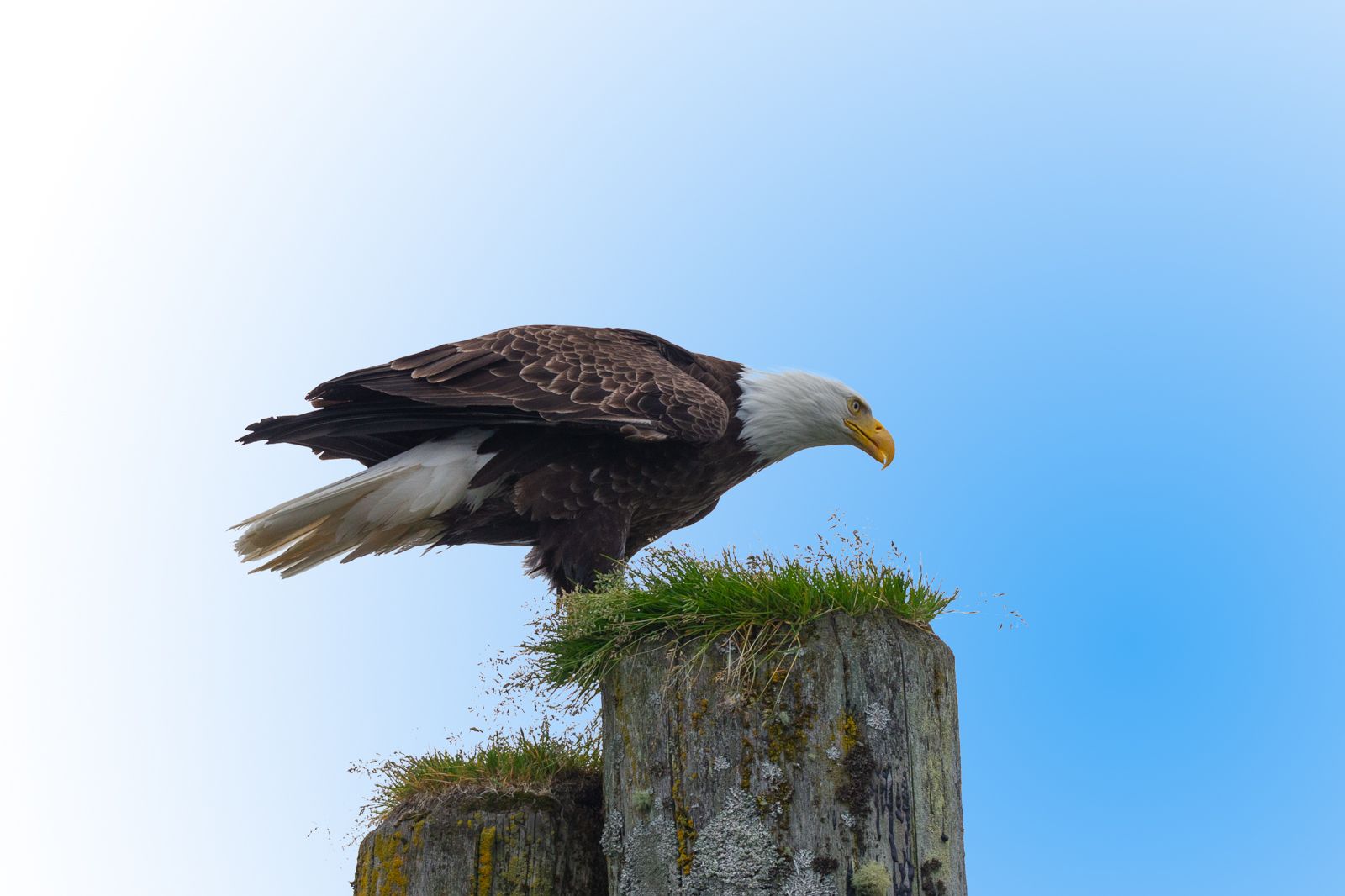 Aquila pescatrice testa bianca - Haliaeetus leucocephalus - Knight Inlet  British Columbia Canada