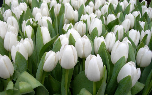 Tulipani bianchijpg