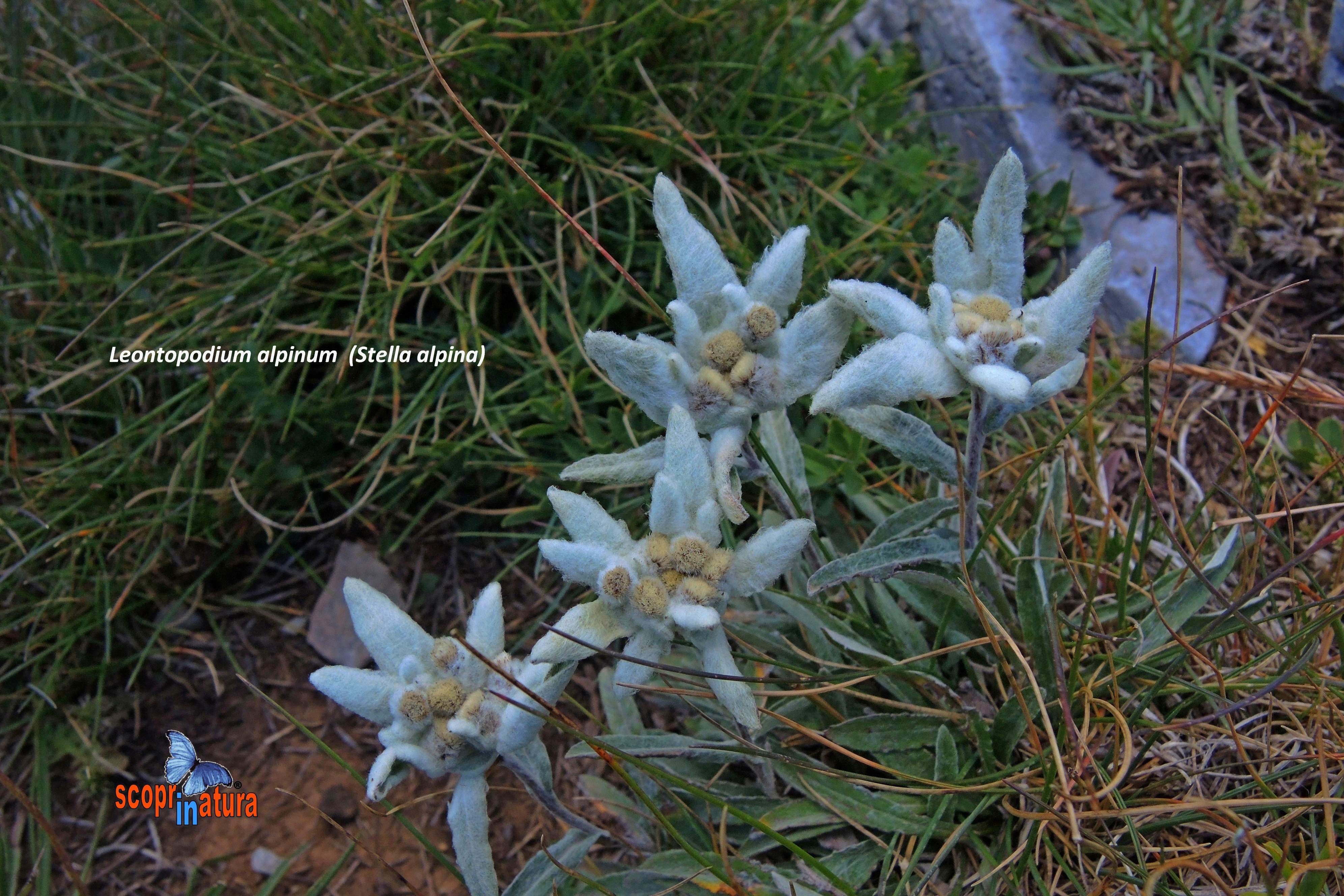 Leontopodium alpinum  (Stella alpina)