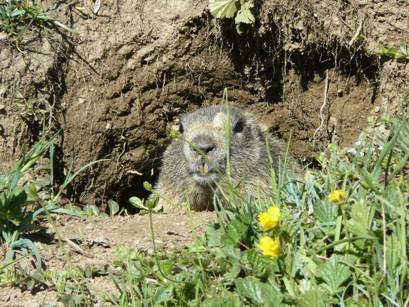 Marmotta (Foto: O. Giordano)