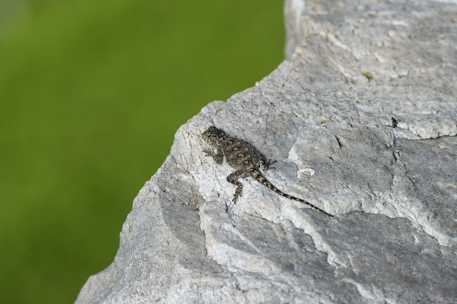 Southern Rock Agama or Knobel's Agama