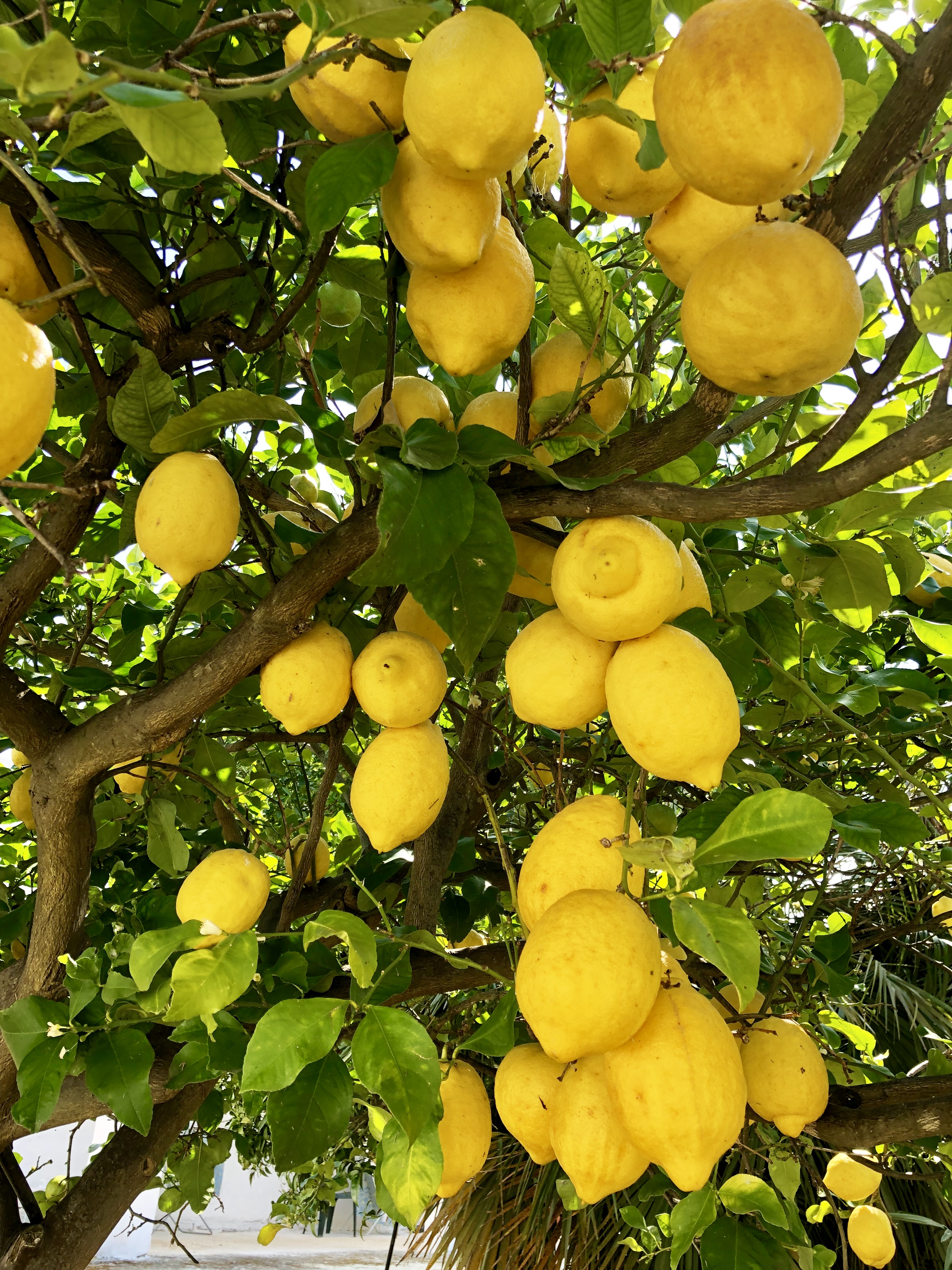 Condimento al limone Nobile di Rienzo