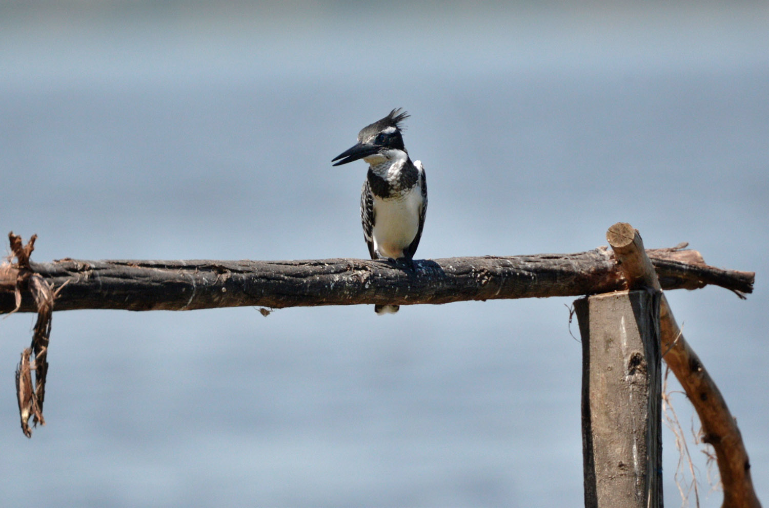 Pied Kingfisher, lago Awasa, lake Awasa