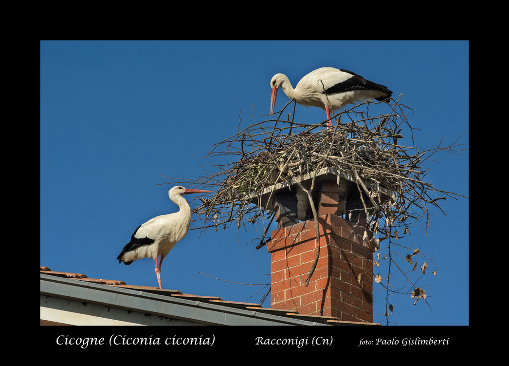 Cicogne bianche, White Storks