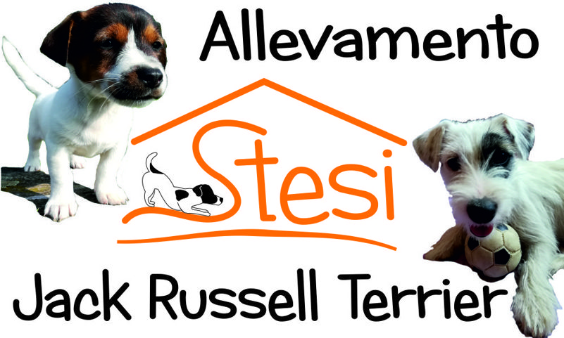 Allevamento Professionale STESI - Jack Russell Terrier