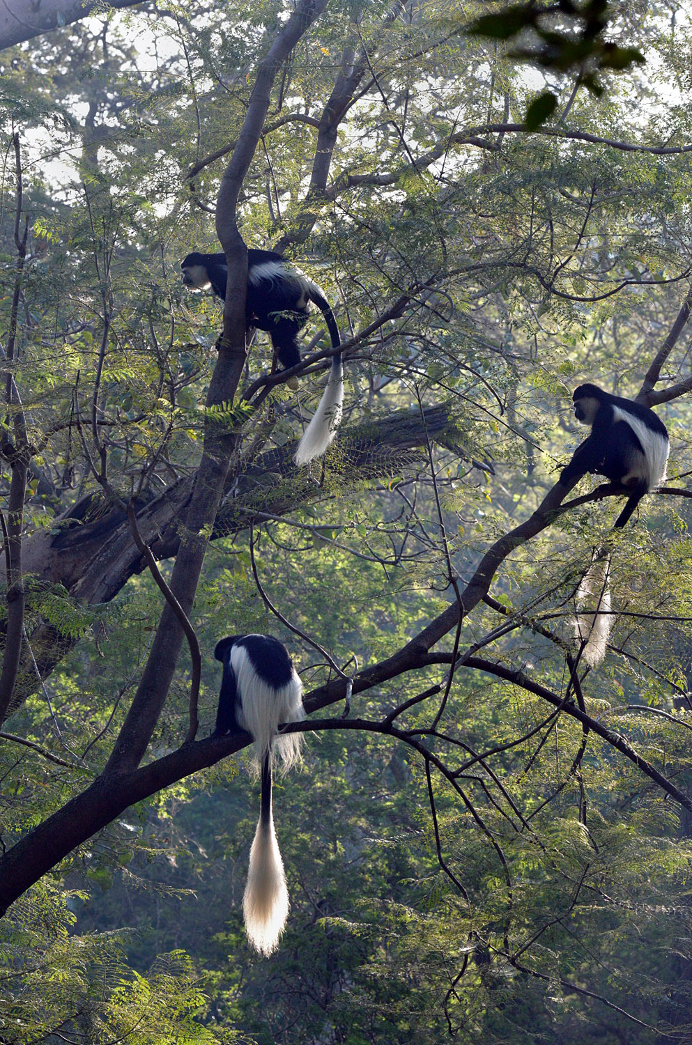 Abyssinian Black-and-white Colobus monkeys, lago Awasa, lake Awasa