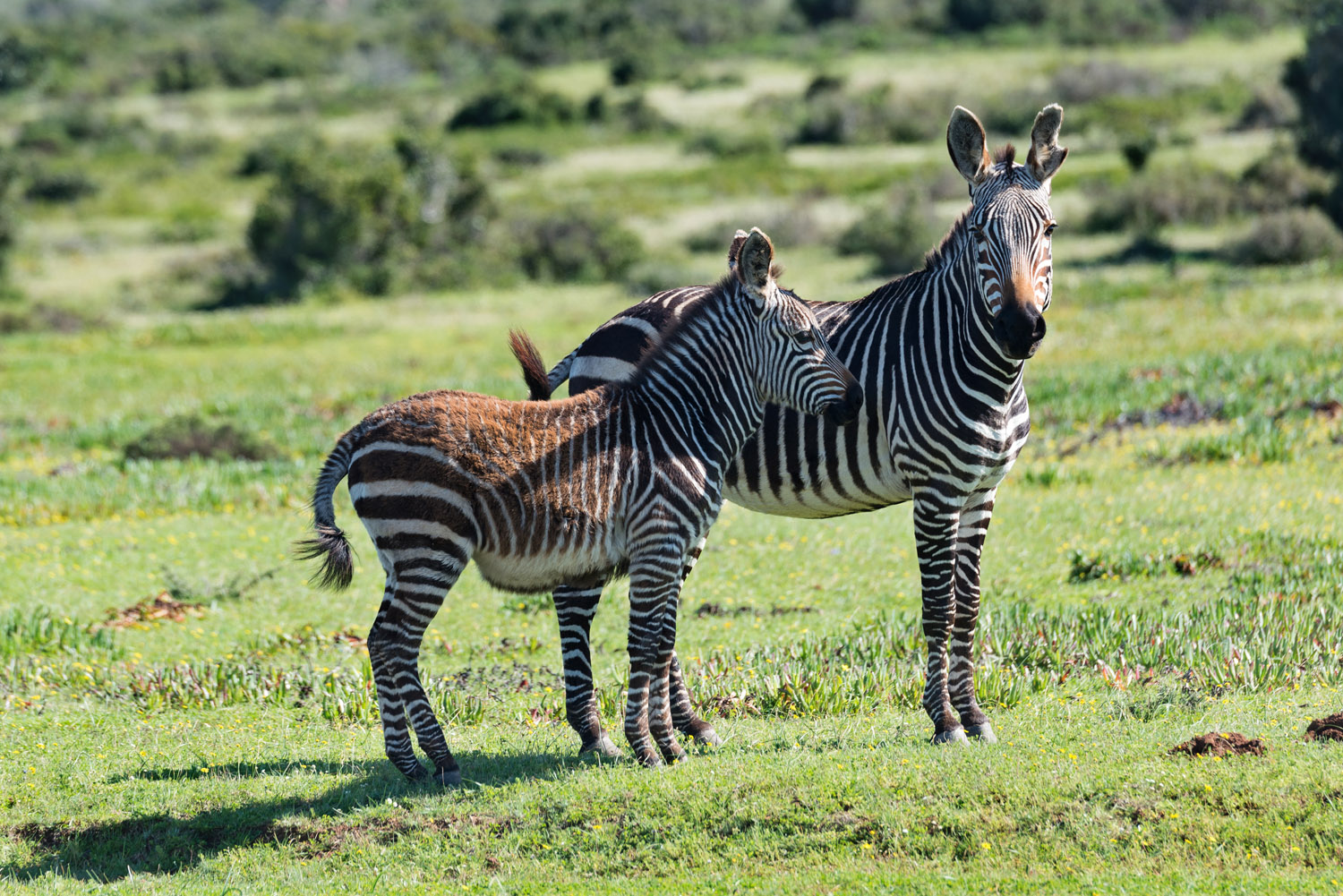Cape Mountain Zebras, De Hoop NR