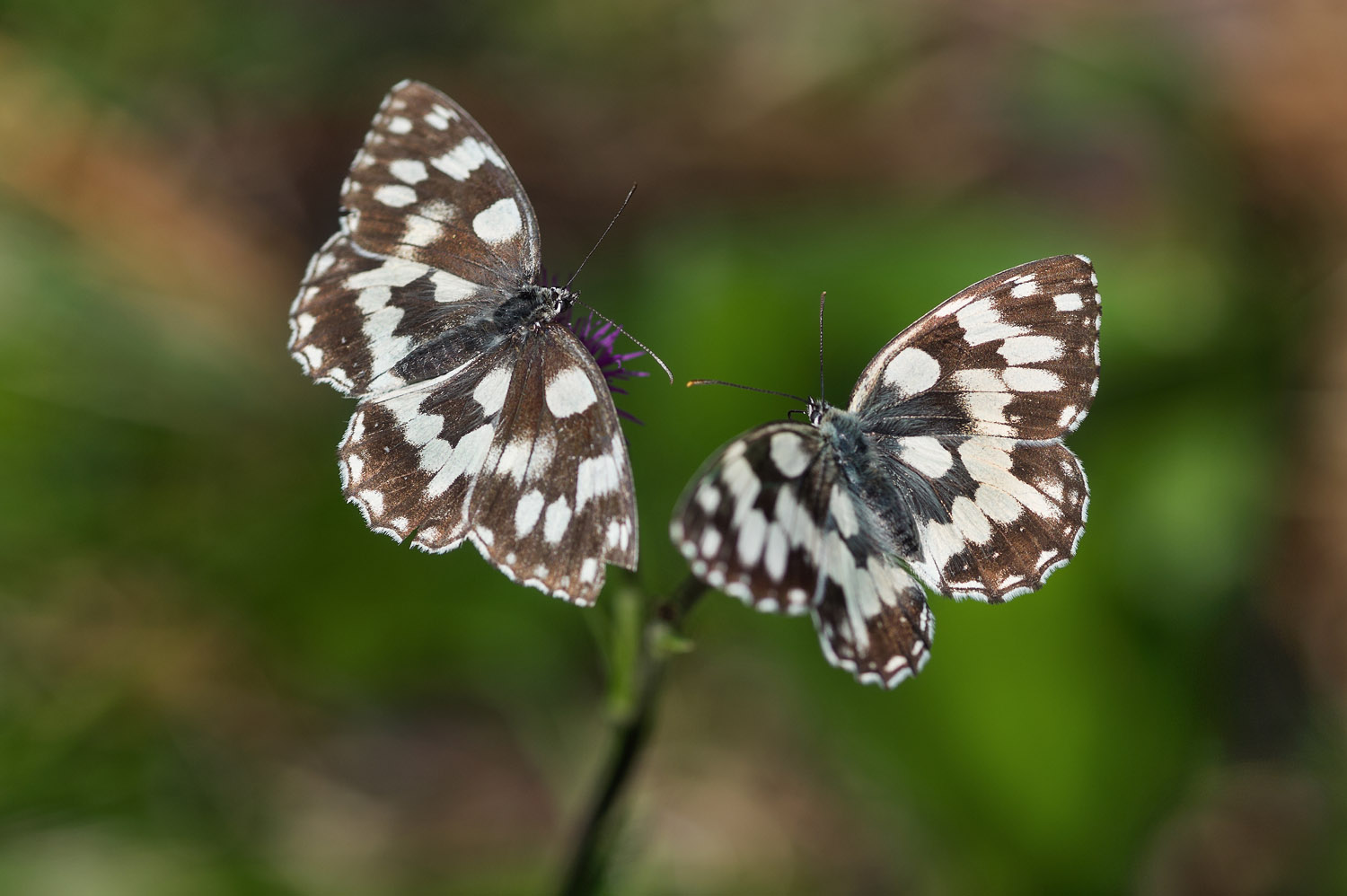 a pair of Marbled White, Oulx (To)