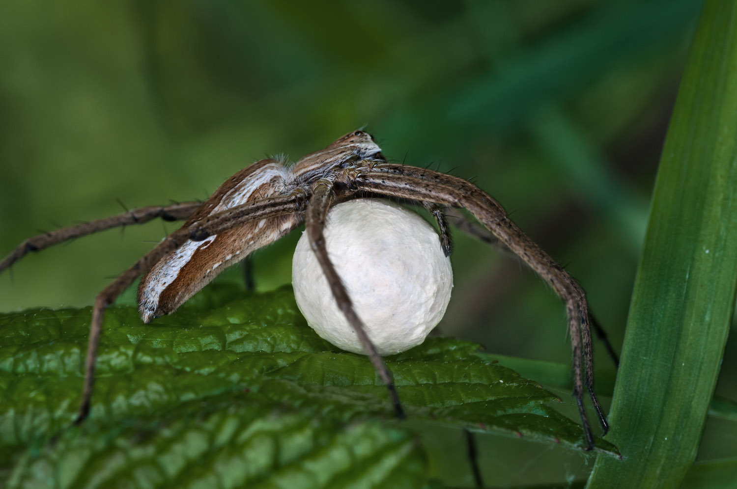 Wolf-spider with its eggs sac