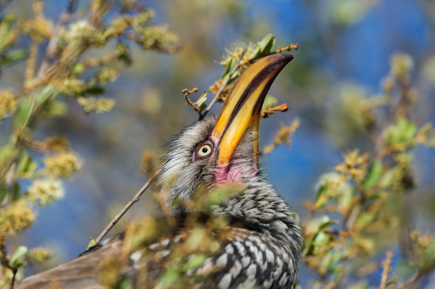 Southern Yellow-billed Hornbill, Kruger NP