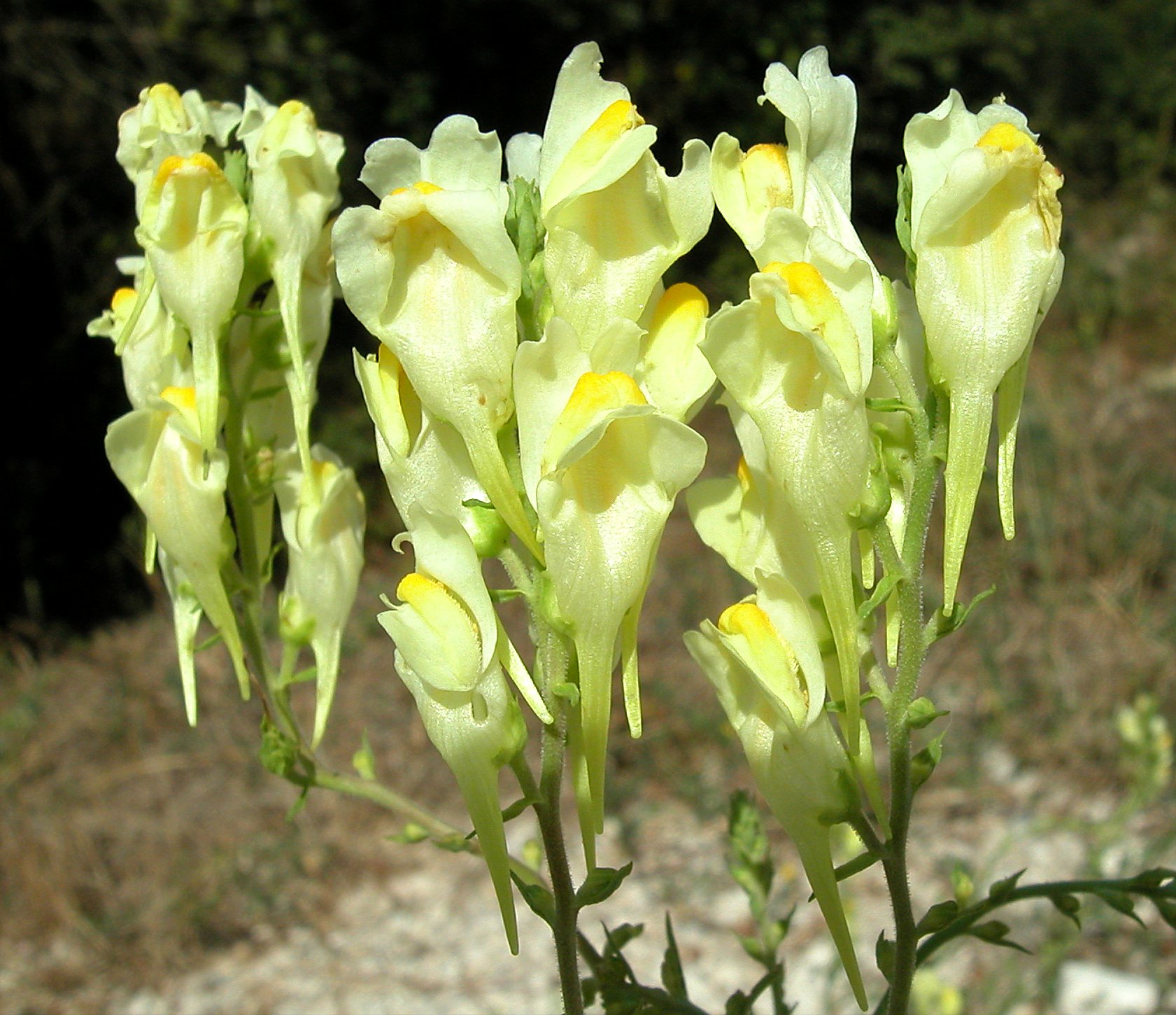11. Parco di Tor Fiscale: Linajola comune. Linaria vulgaris. (SCROFULARIACEAE)