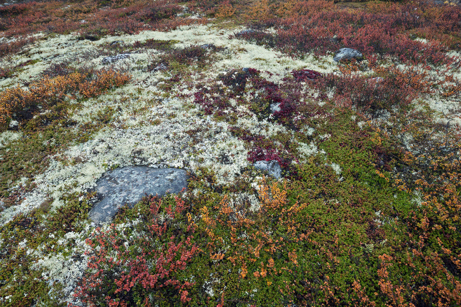 parco nazionale di Dovrefjell, Dovrefjell NP