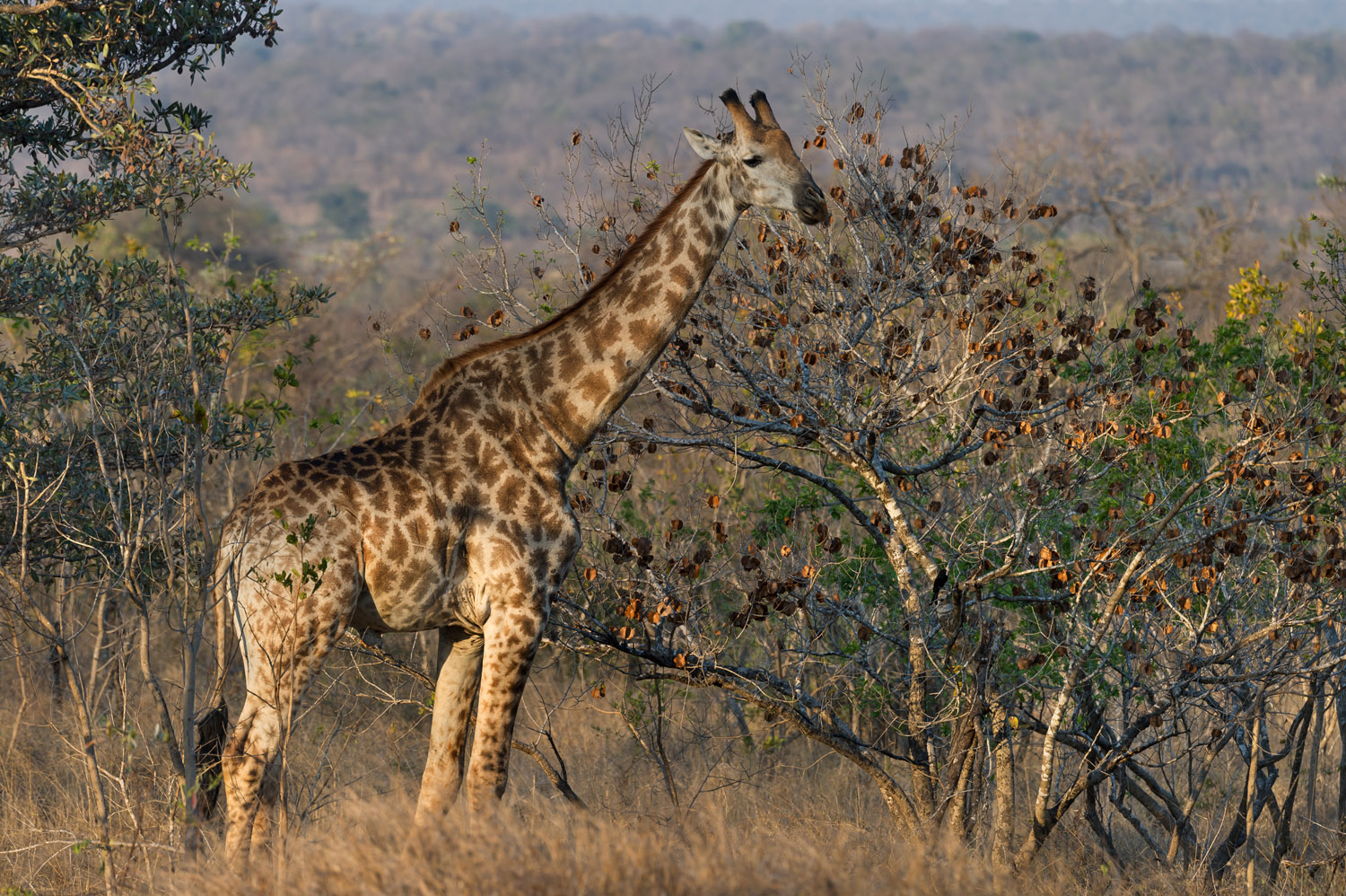 South African Giraffe, Kruger NP