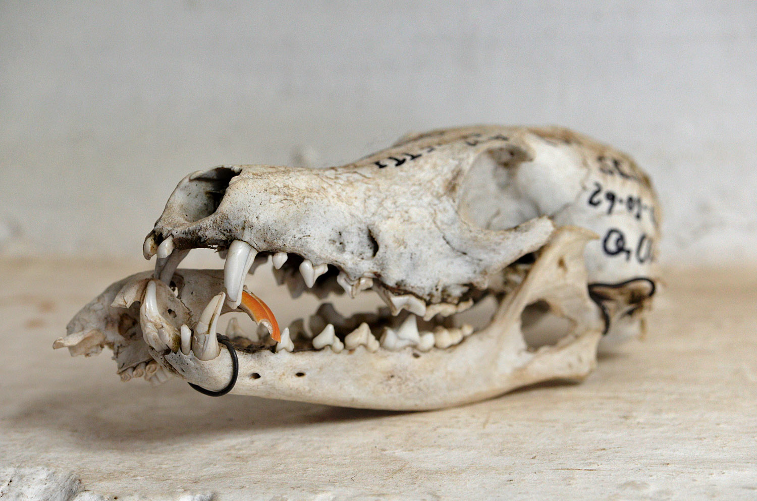 Cranio di Lupo con osso di Rattotalpa in bocca, wolf's skull with a Mole-rat  bone in the mouth 