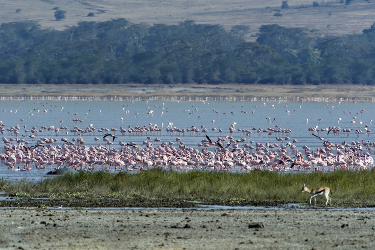 Greater Flamingos, Ngorongoro NP