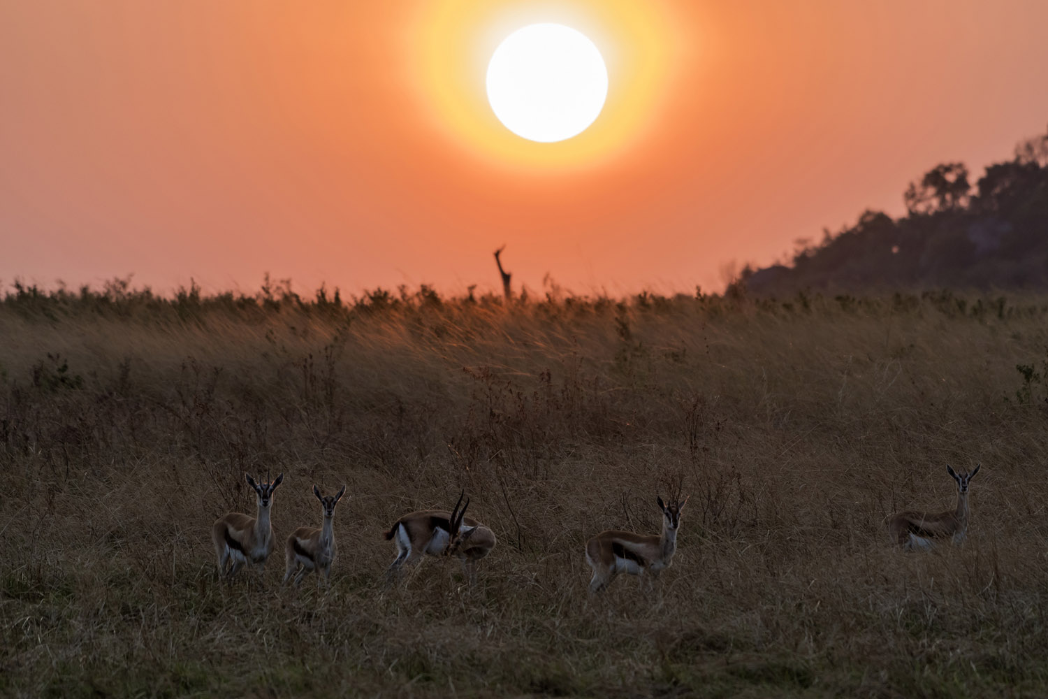 Gazzelle di Thomson (Eudorcas thomsonii), Thomson's Gazelles, Ngorongoro conservation area