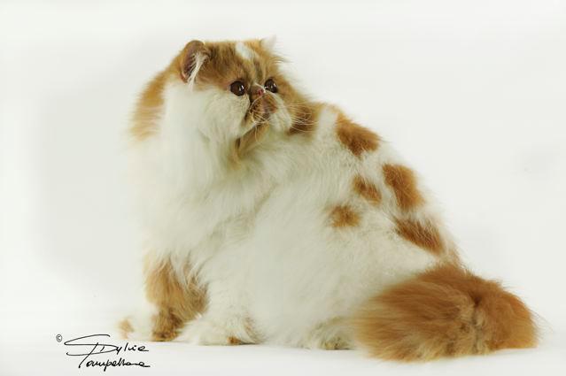 #gattipersiani #gatti #persian #cuccioli #persiancat #cucciolino #amaranta #allevamento #allevamentogatti
