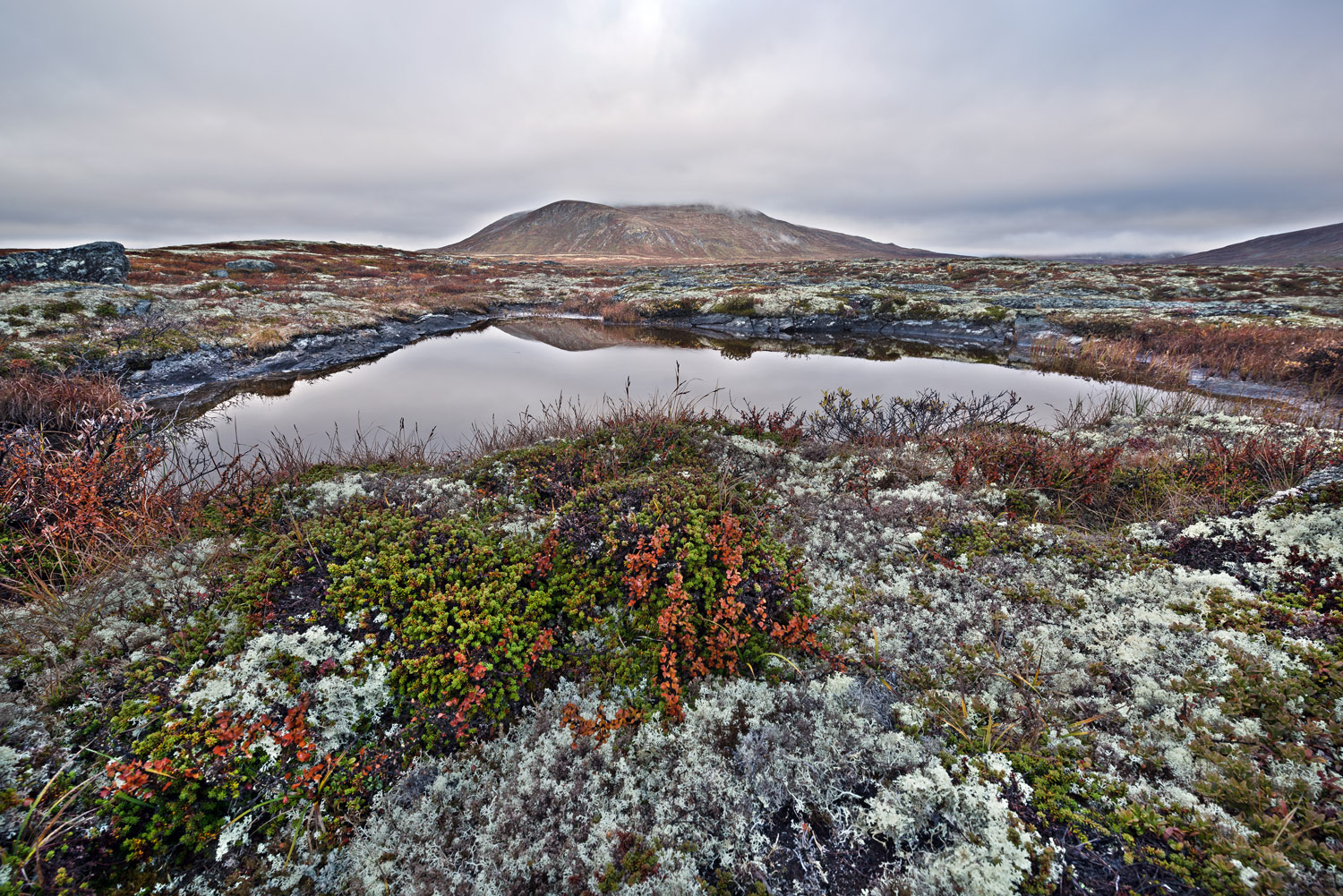 parco nazionale di Dovrefjell, Dovrefjell NP