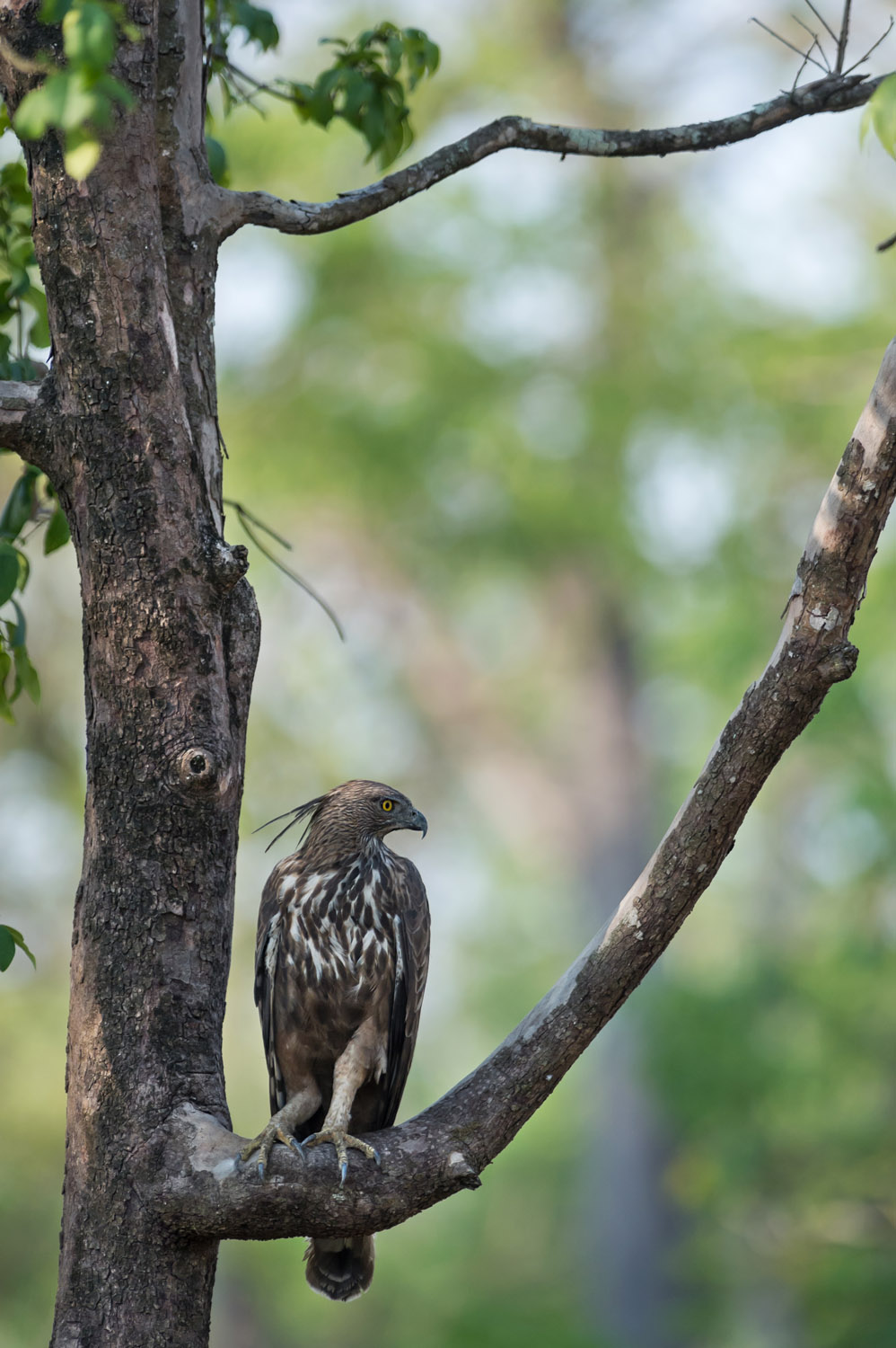 Changeable Hawk Eagle, Nagarhole NP, Karnataka