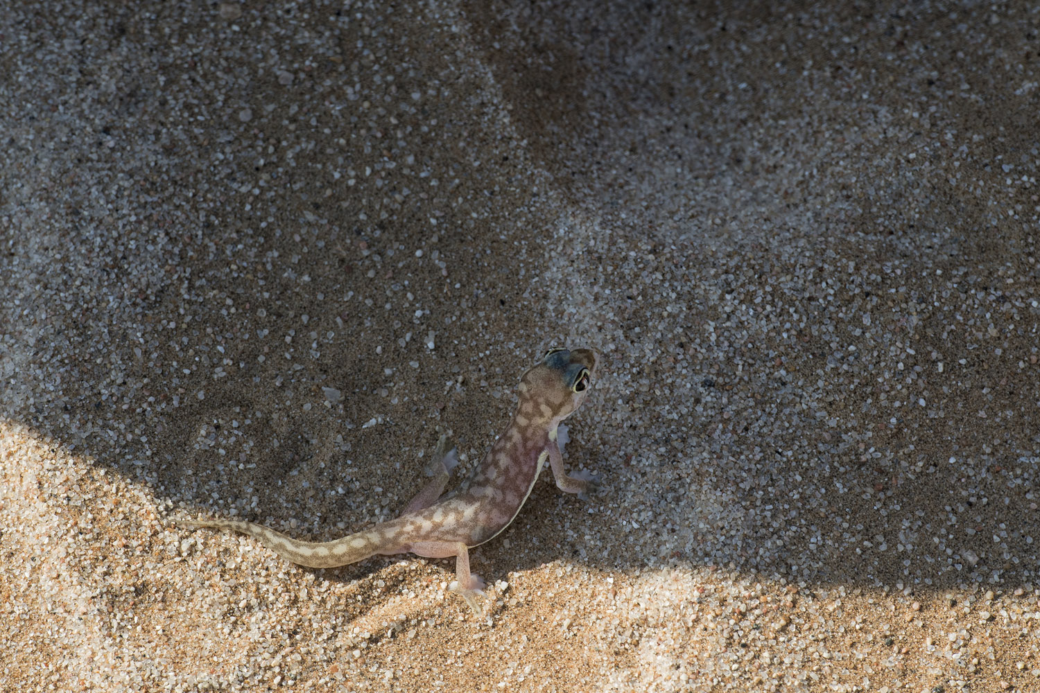 Namib Web-footed Gecko, Swakopmund