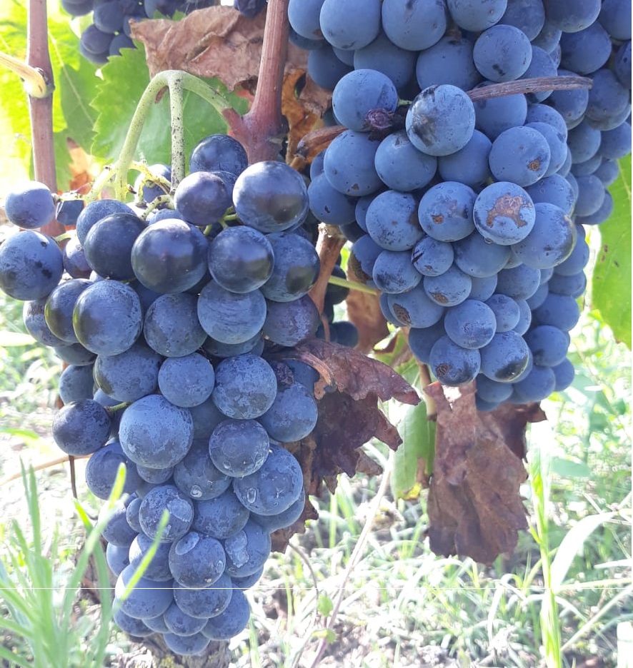 Visita di una cantina con Sommelier (Visit a winery)