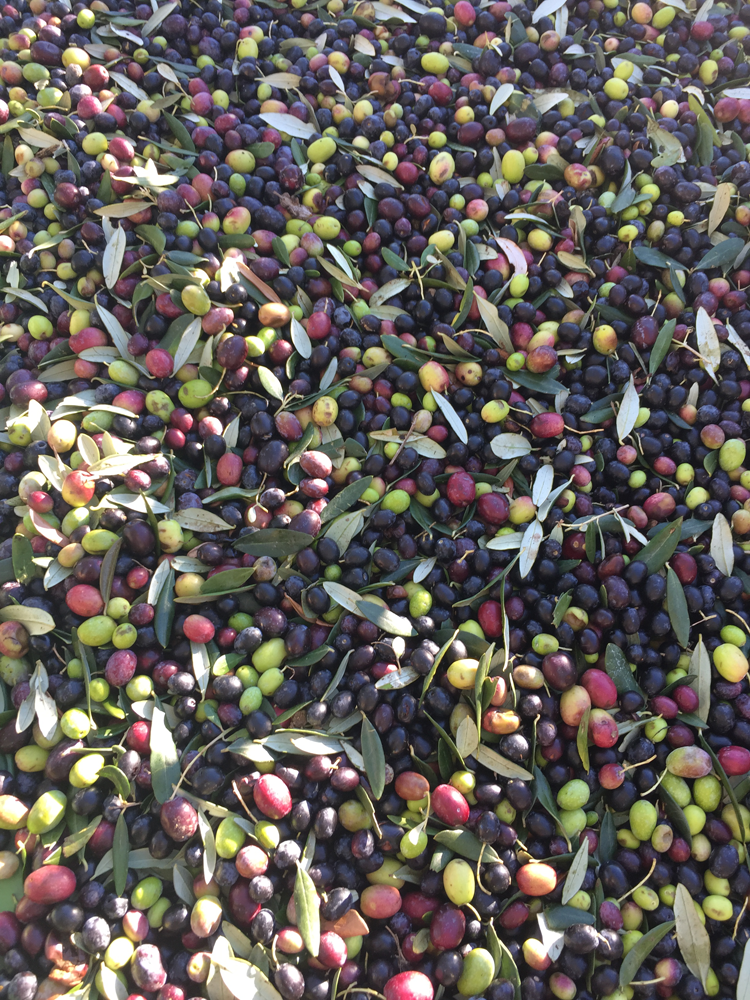 La Raccolta : The Olive Harvest & How Olive Oil is Made