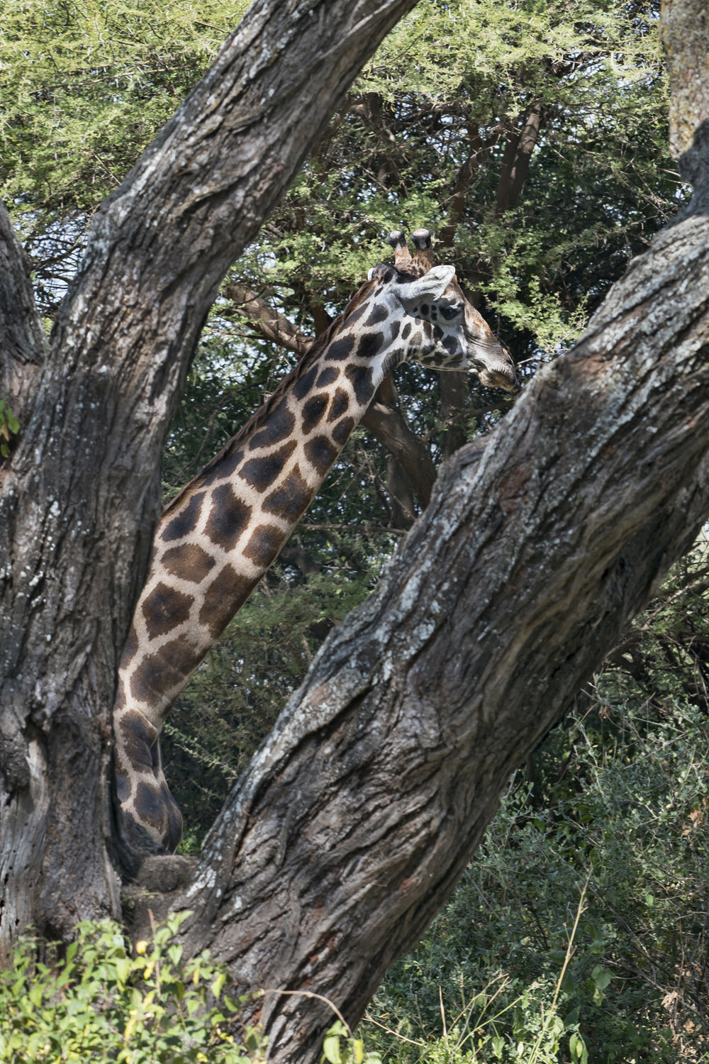 Maasai Giraffe, Serengeti NP